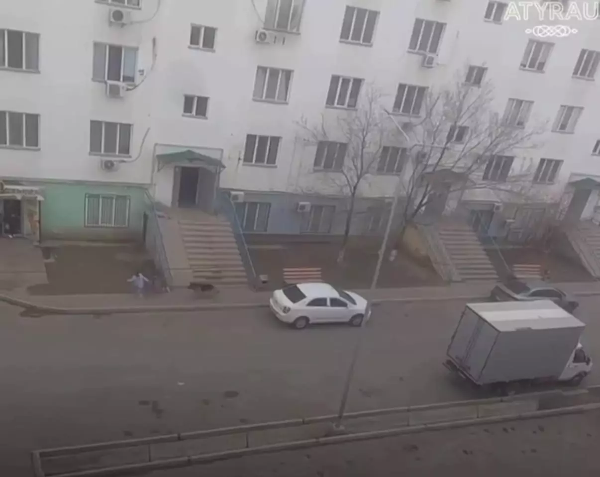 Атырауда оқушыға ит шапты: қаңғыбас иттер мәселесі қауіпті деңгейге жетті