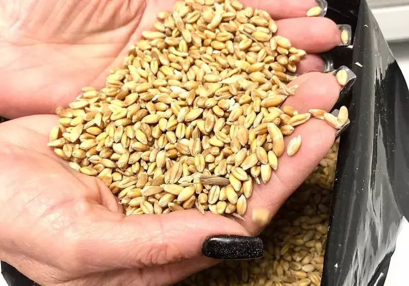 Казахстан ввёл запрет на ввоз зерна и кормов из России