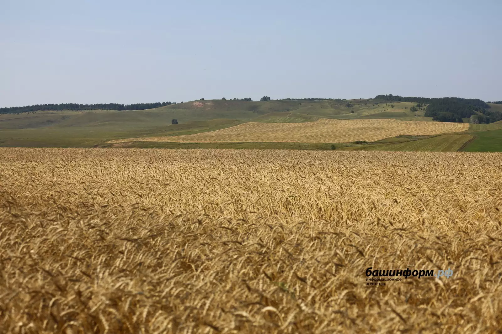 Башкирскую пшеницу посадят в Казахстане.