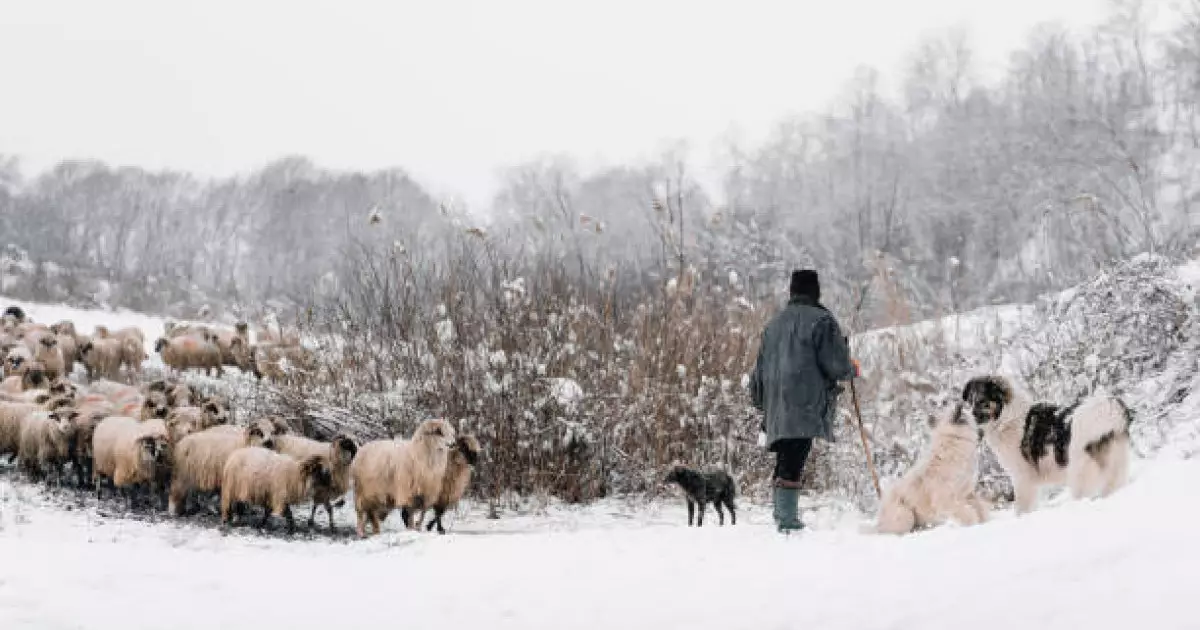  «Жан керек екен»: 5 күн далада жатып қалған малшы оқиғаның қалай болғанын айтты 
