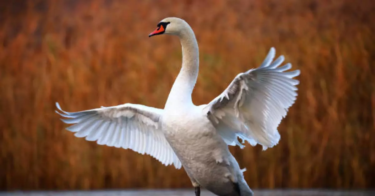  Каспий теңізі жағалауынан аққулардың өлекселері табылды 