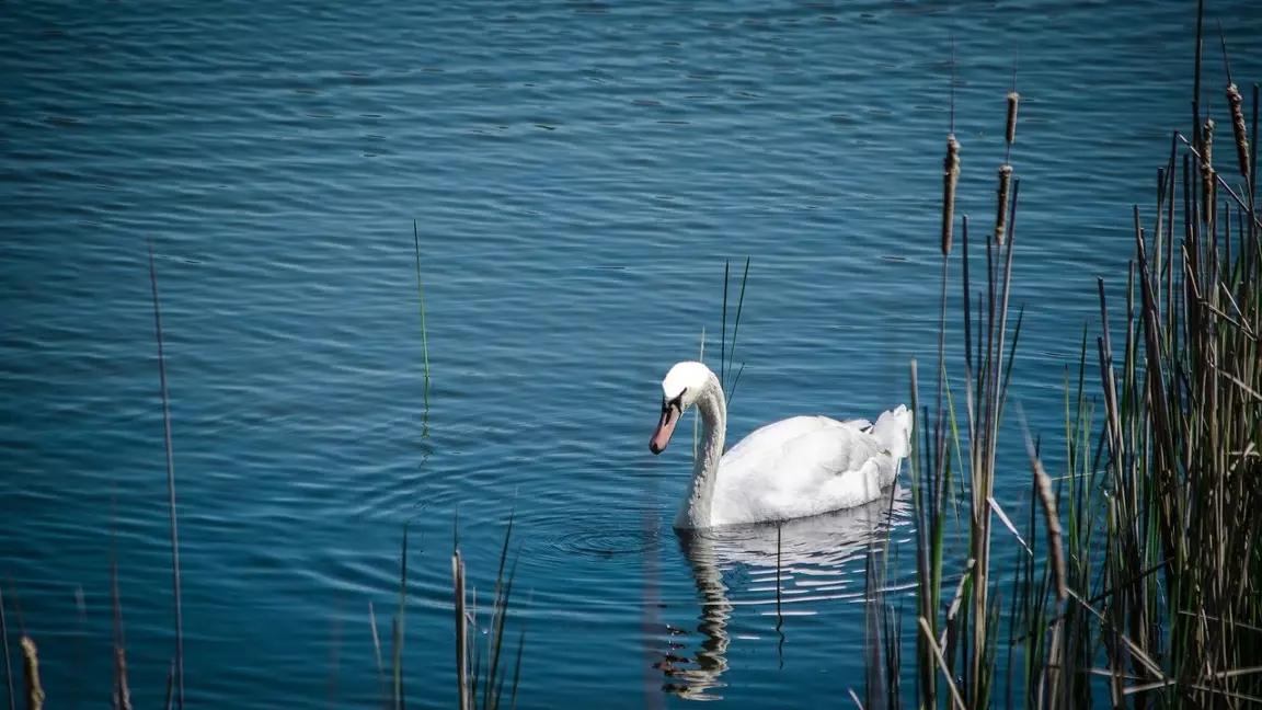 Ақтауда аққулар қырылып жатыр