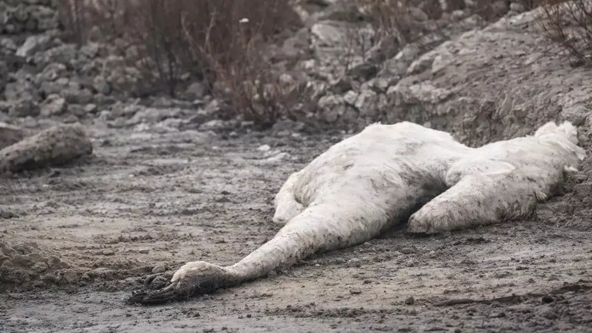 На побережье Каспия возле Актау обнаружили массовую гибель лебедей