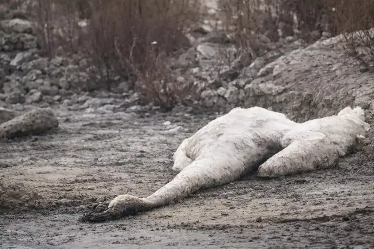 Каспий жағасынан тағы да аққулардың өлексесі табылды