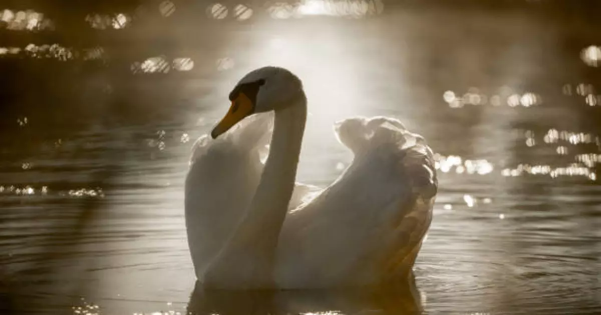   Каспий жағалауы өлі аққуға толған   