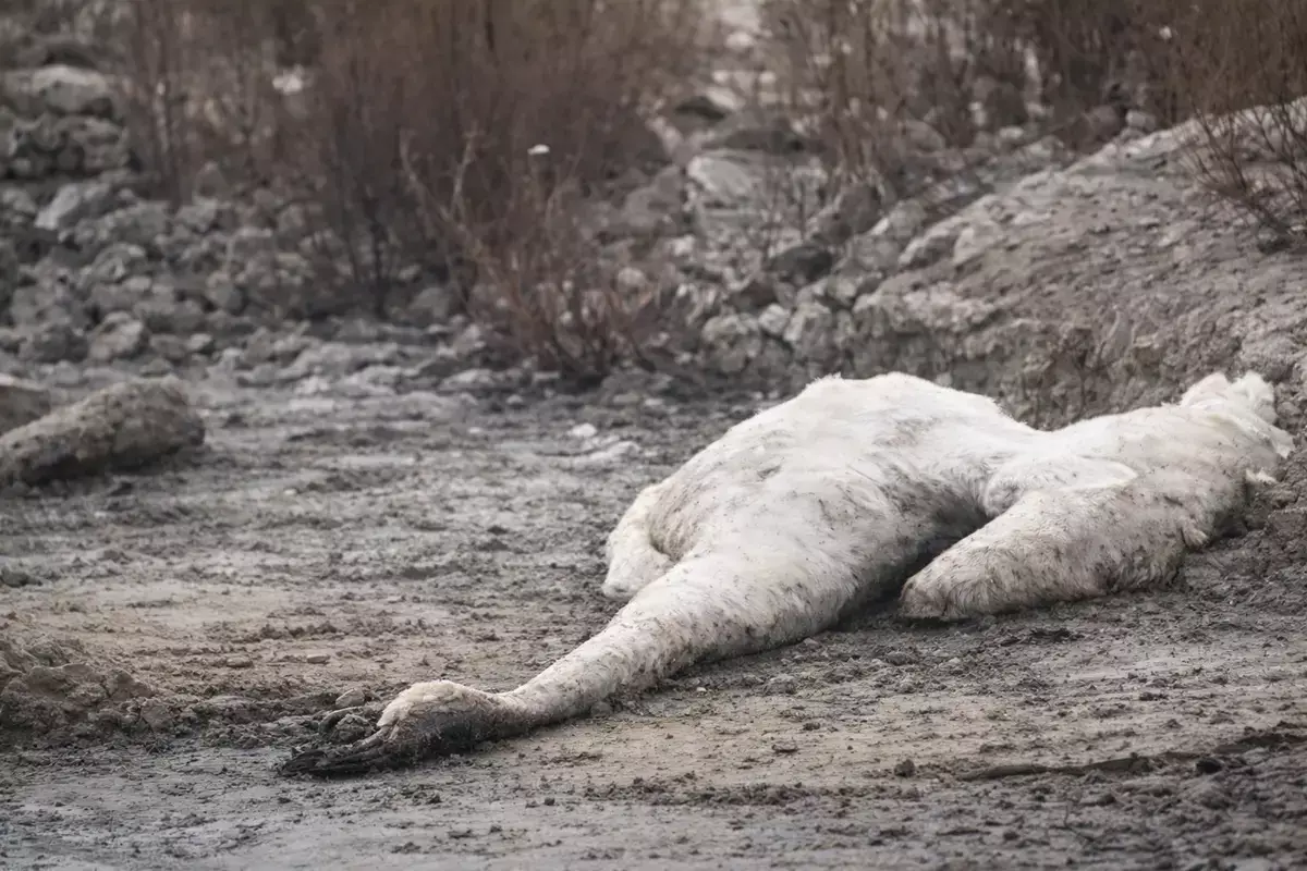 «Об этом нельзя молчать»: вблизи Актау обнаружена массовая гибель лебедей - новости на Lada.kz 25.03.2026