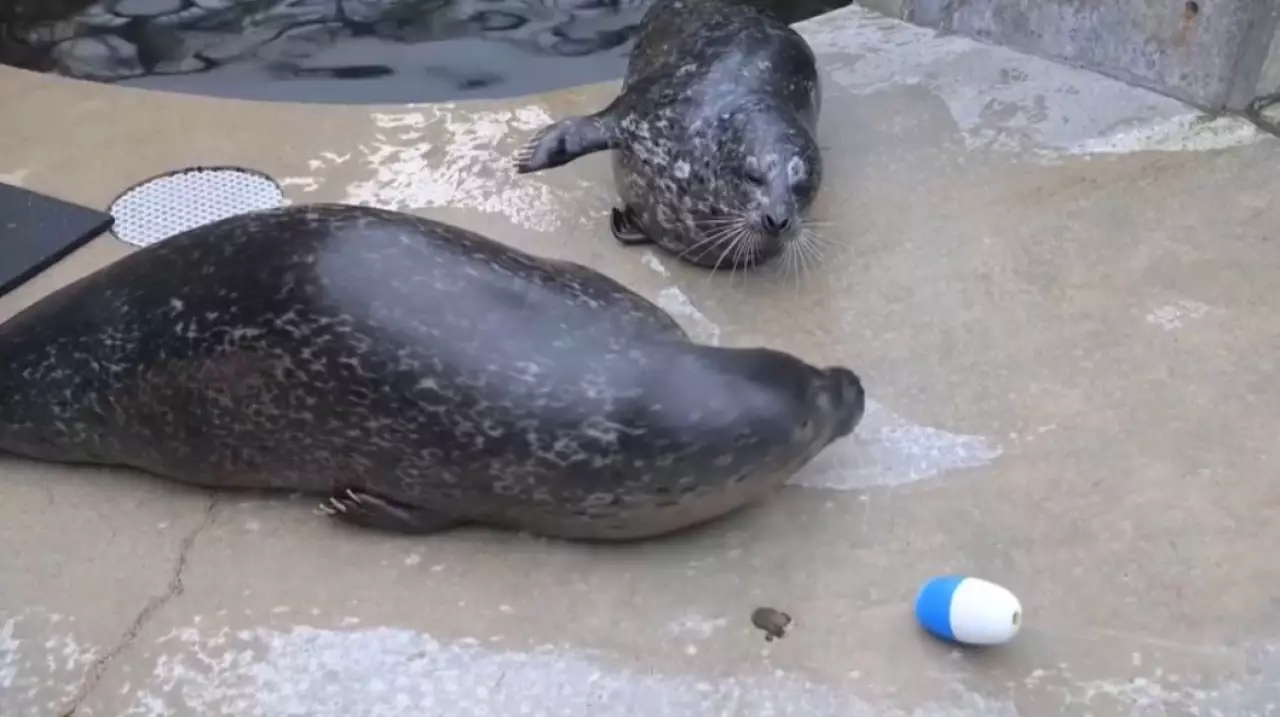 Новый обитатель появился в зоопарке США