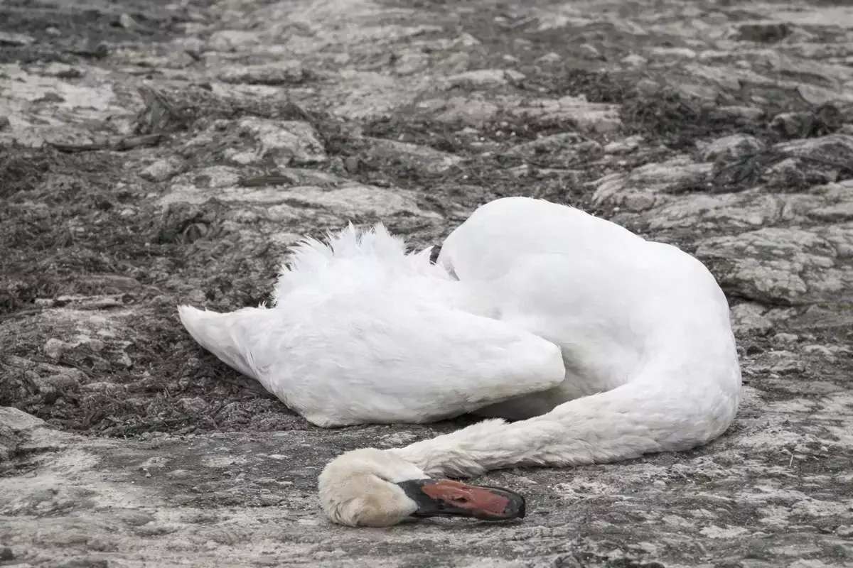Мёртвых лебедей обнаружили на берегу Каспия