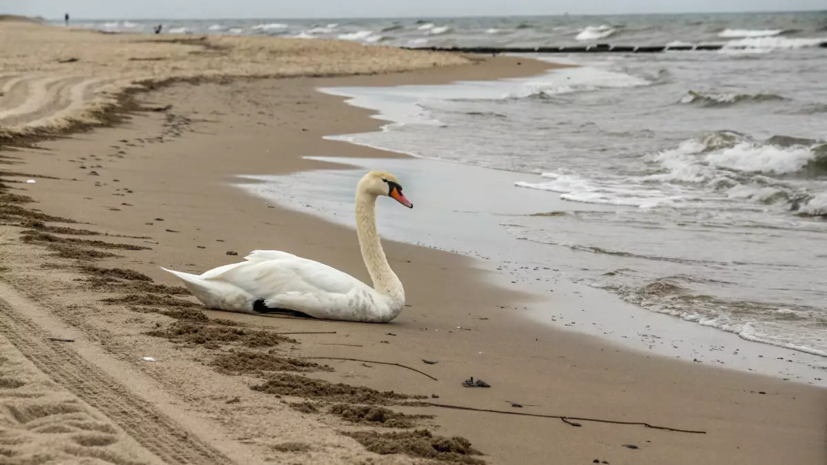 На побережье Актау нашли погибших лебедей – специалисты выясняют причину их гибели
