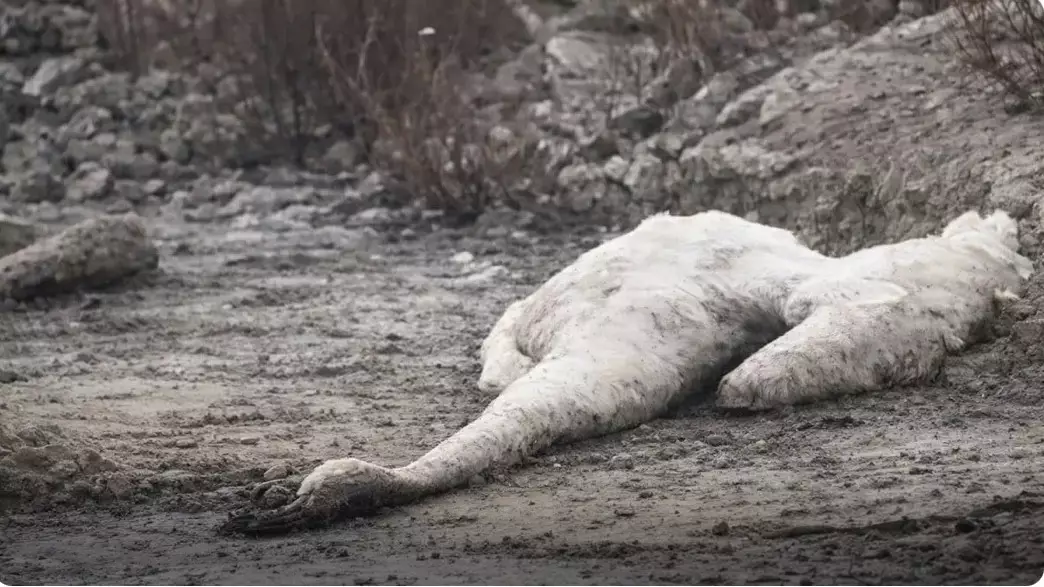 Ақтаудағы экологиялық дабыл: Каспий жағасынан қырылған аққу табылды