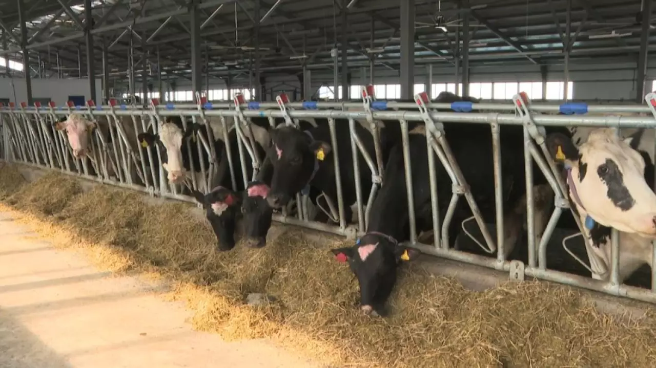 Дефицит молока в ВКО: заводам не хватает сырья