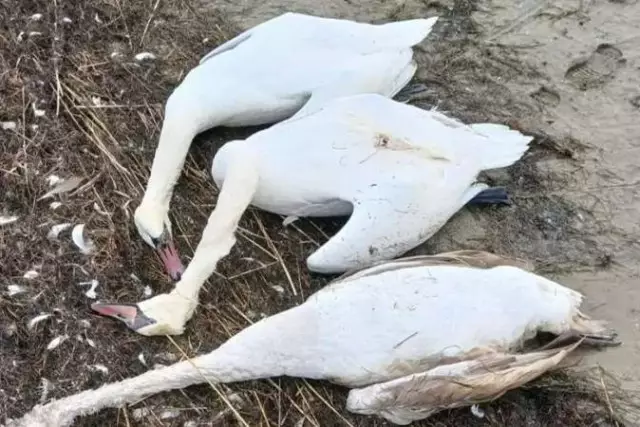 Мамандар Ақтау жағалауындағы қырылған аққулардың санын айтты