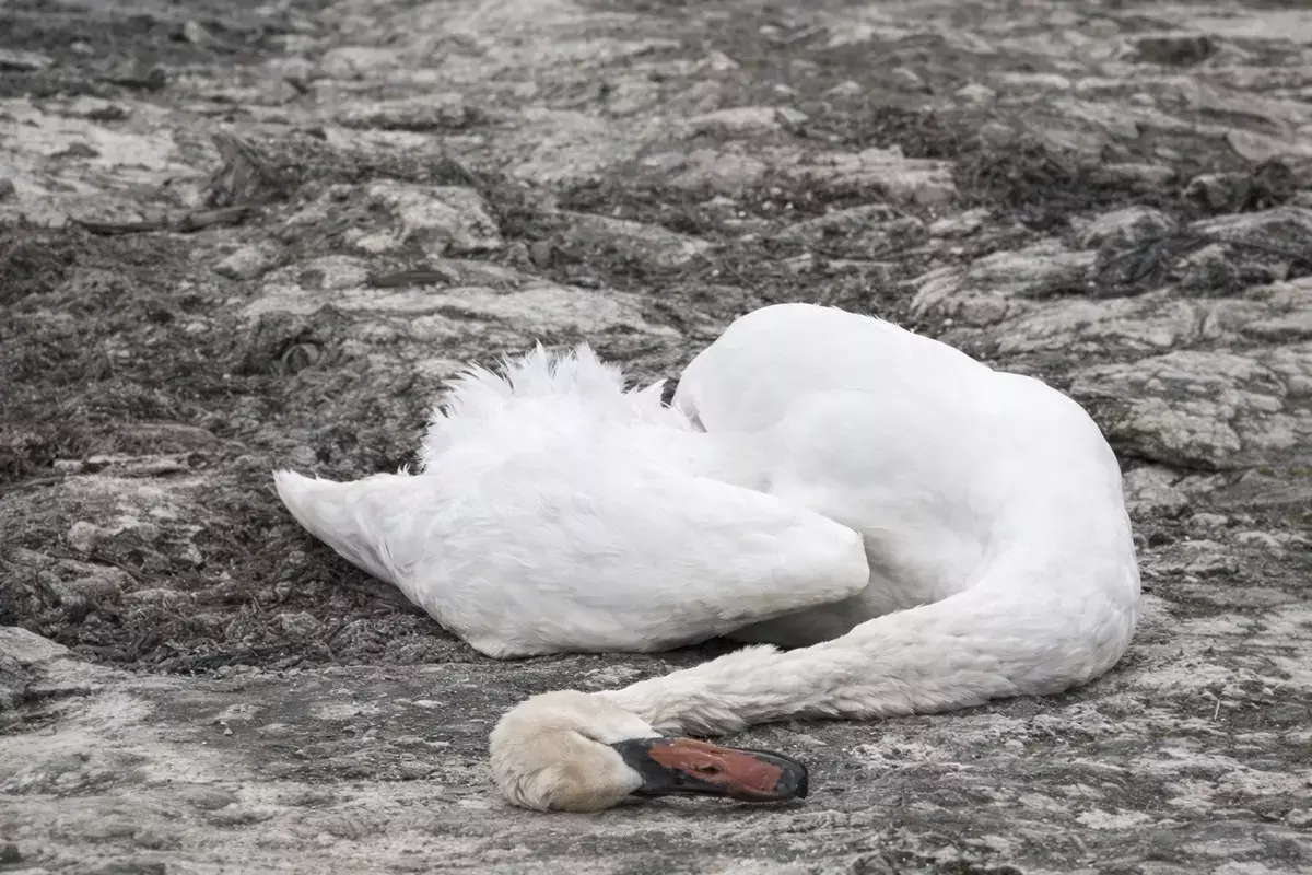 Специалисты озвучили количество погибших лебедей на побережье Актау - новости на Lada.kz 25.03.2026