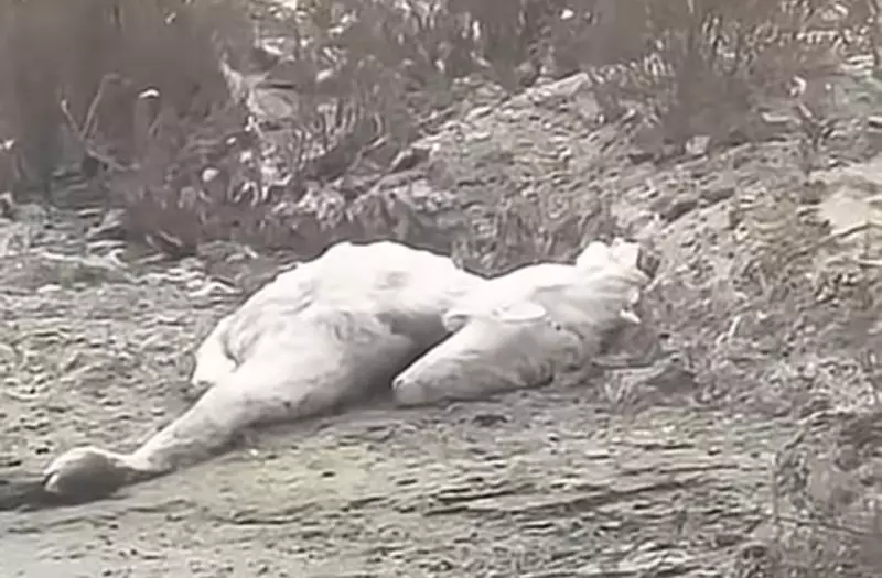 На берегу Каспия вновь нашли десятки мёртвых лебедей