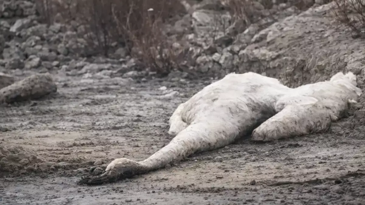 Ақтау маңында аққулардың жаппай қырылуы тіркелді