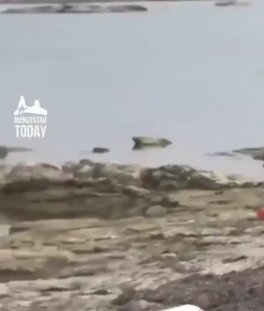 Каспий жағасында аққулар жаппай қырылып жатыр