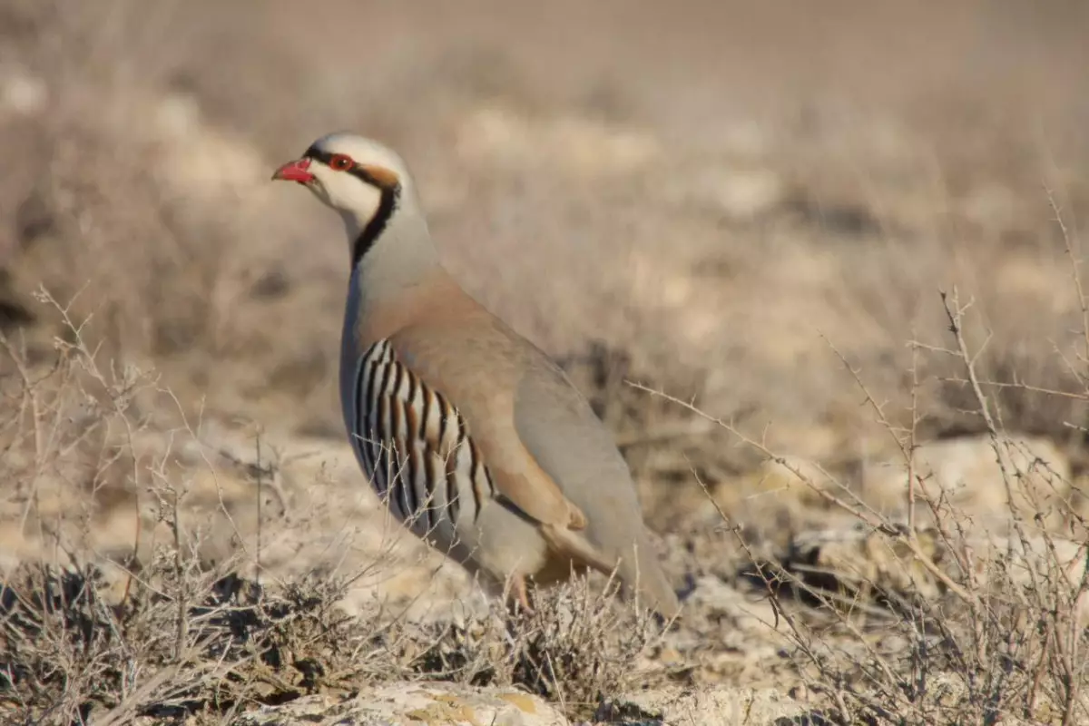 Степь ожила: редкие кадры животных Мангистау из природного парка