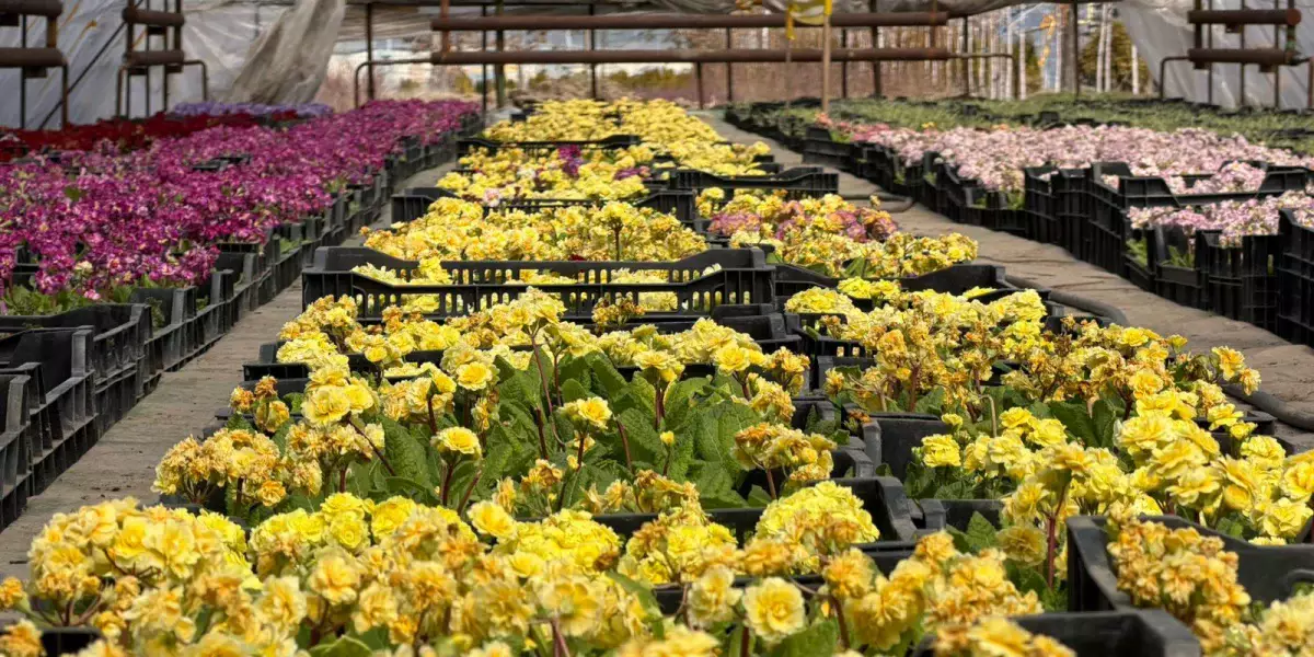 Алматыда 380 мың шаршы метрден астам аумаққа гүл егіледі