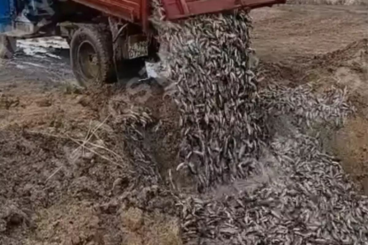 "Промерзли до дна": массовая гибель рыбы произошла в ЗКО