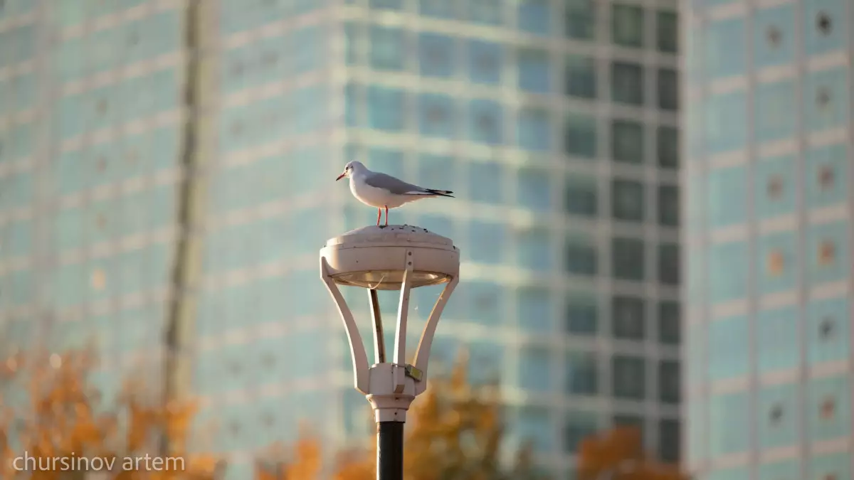 Көктем күшейді: Елімізде температура +30°C-қа дейін көтеріледі