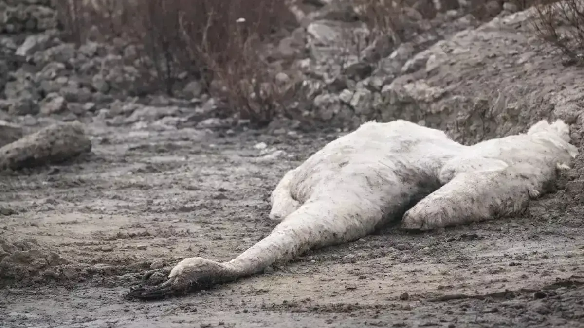 Каспий маңында аққулар қырылуда: Себебі неде?