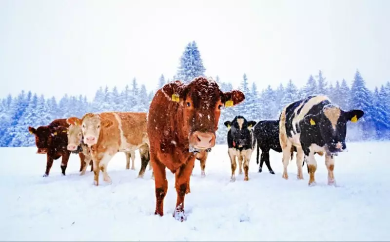 Найдено косвенное доказательство эпидемии ящура в России