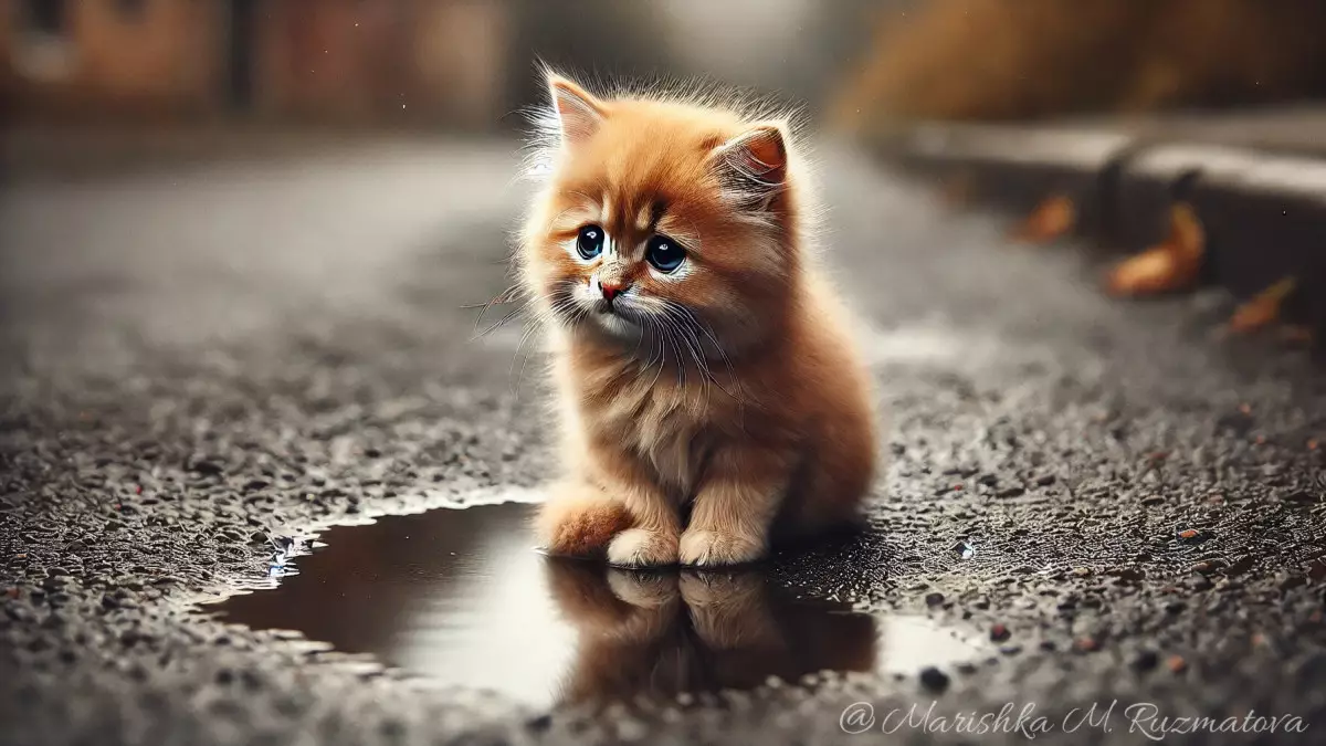 “Вязка ради прибыли”: разведение кошек в Казахстане - бизнес или жестокое обращение?