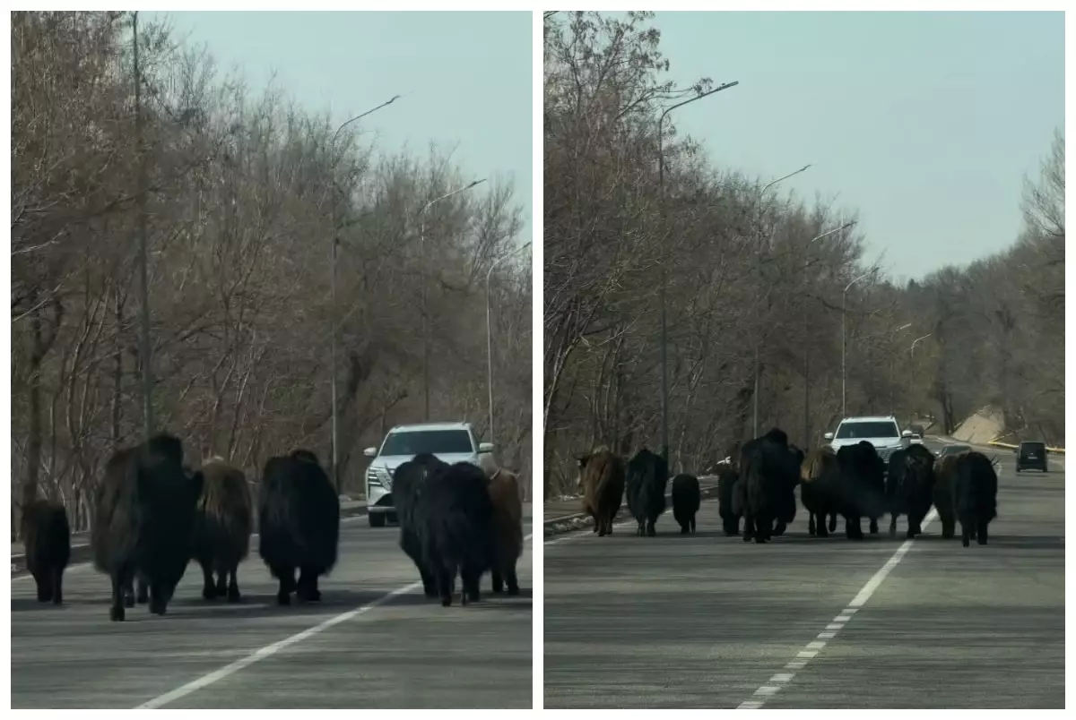 Тауда өмір сүретін жабайы жануарлар Медеу жолдарына түсіп тұрғындарды шошытты