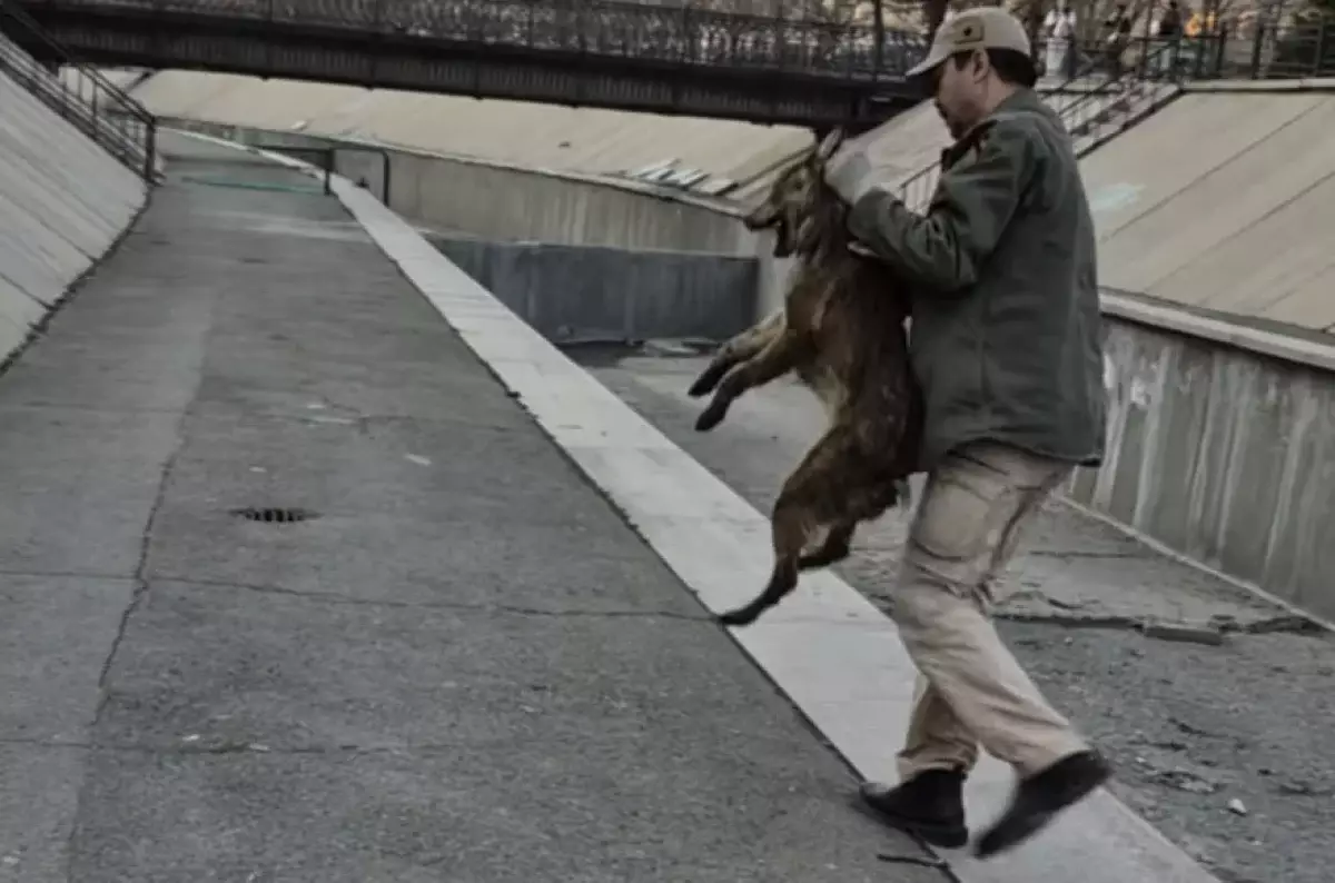 В Алматы собаку из русла Весновки спас известный кыргызский актер