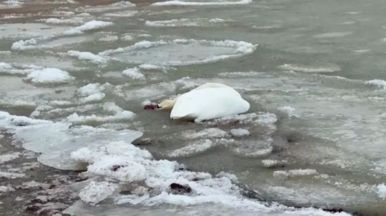 Каспий жағасынан өлі аққулар табылды