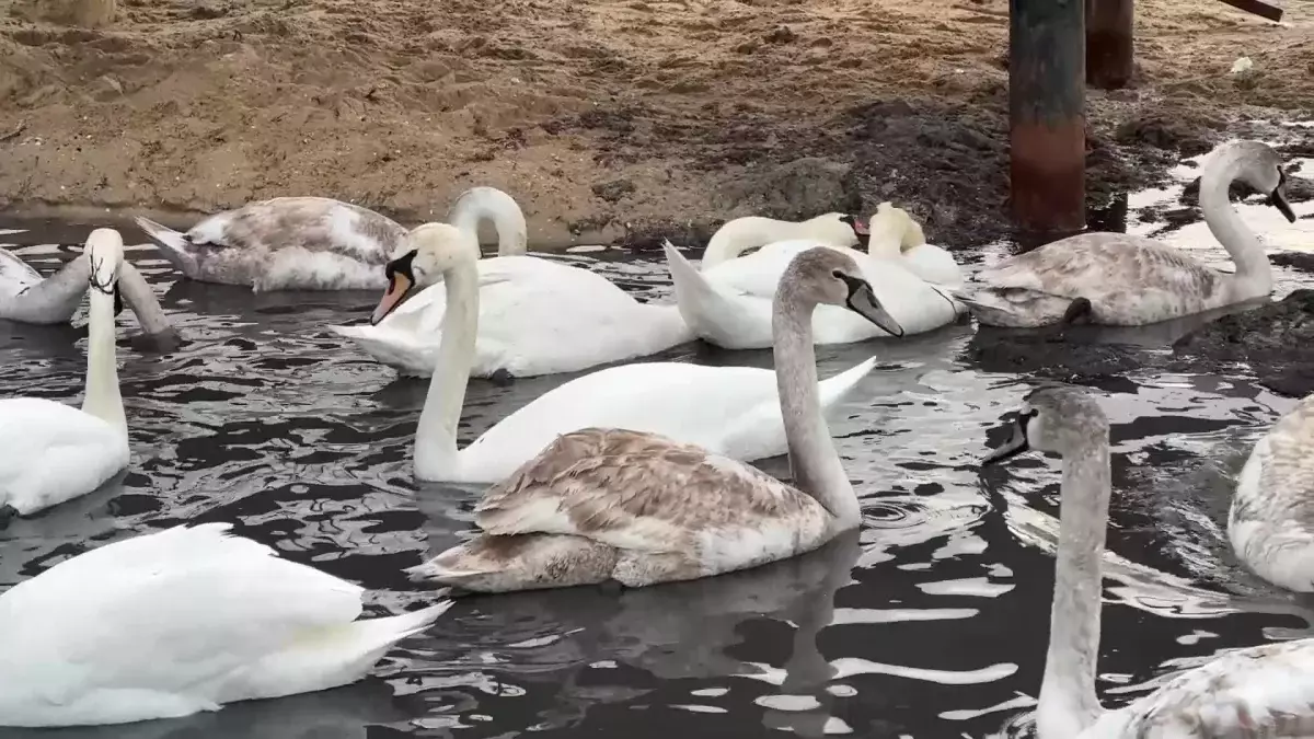 Маңғыстау облысында аққулардың өлексесі табылды