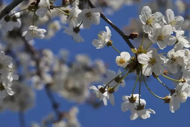 +30°C-қа дейін жылиды: Алдағы күндерге арналған ауа райы болжамы жарияланды