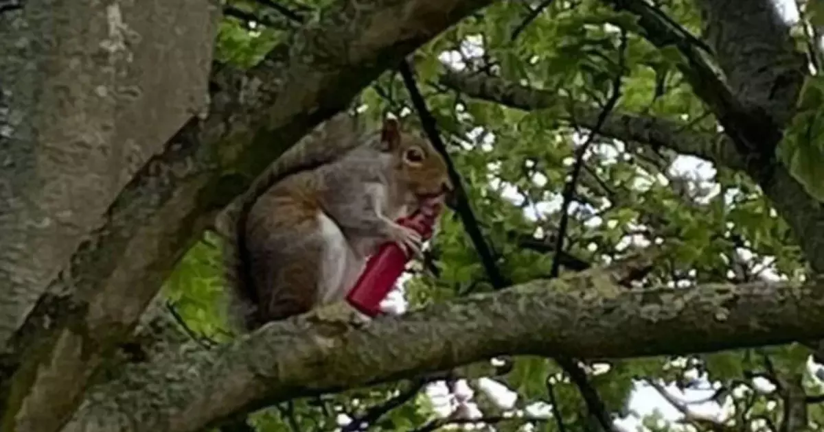  Ұлыбританияда тиіндер электронды темекіге әуес бола бастады 