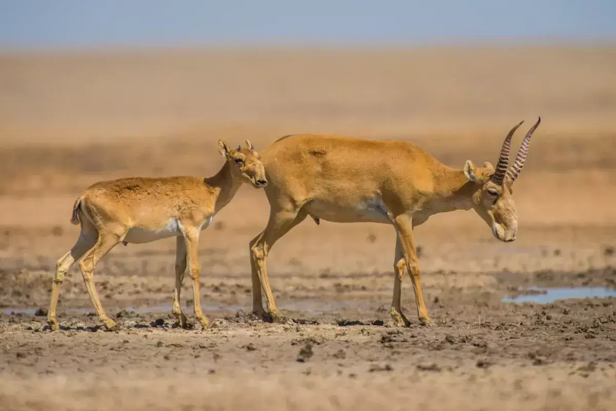 Мужчина в Бейнеу получил трёхлетний срок за тушу сайгака - новости на Lada.kz 26.03.2026