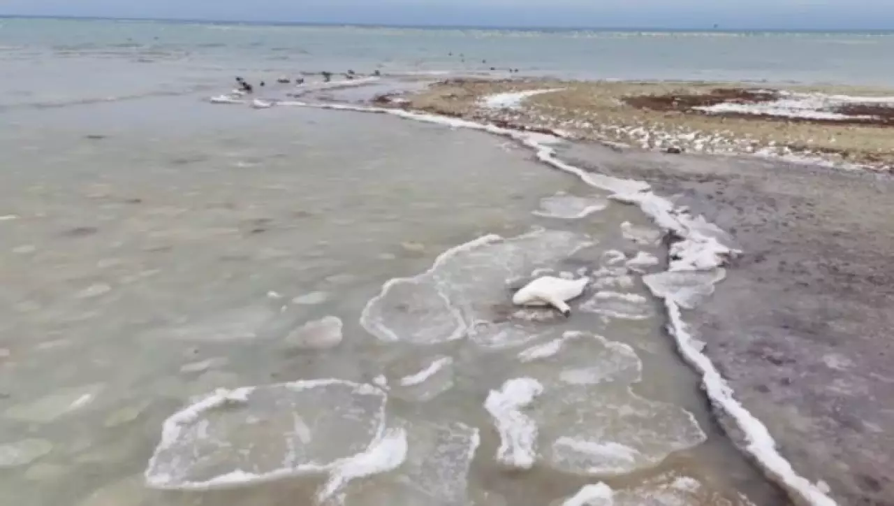 На побережье Каспия обнаружили погибших лебедей