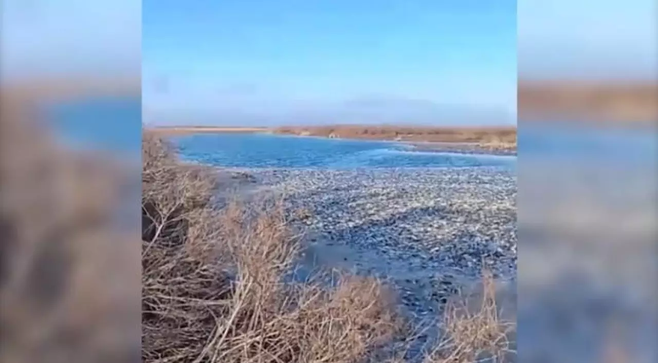 Батыс Қазақстан облысында жаппай балық қырылды