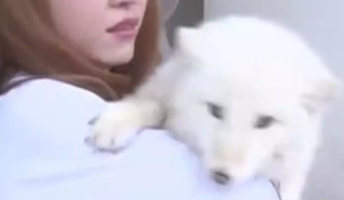 Әйел қымбат күшік сатып алып, оны түлкі етіп өсірген