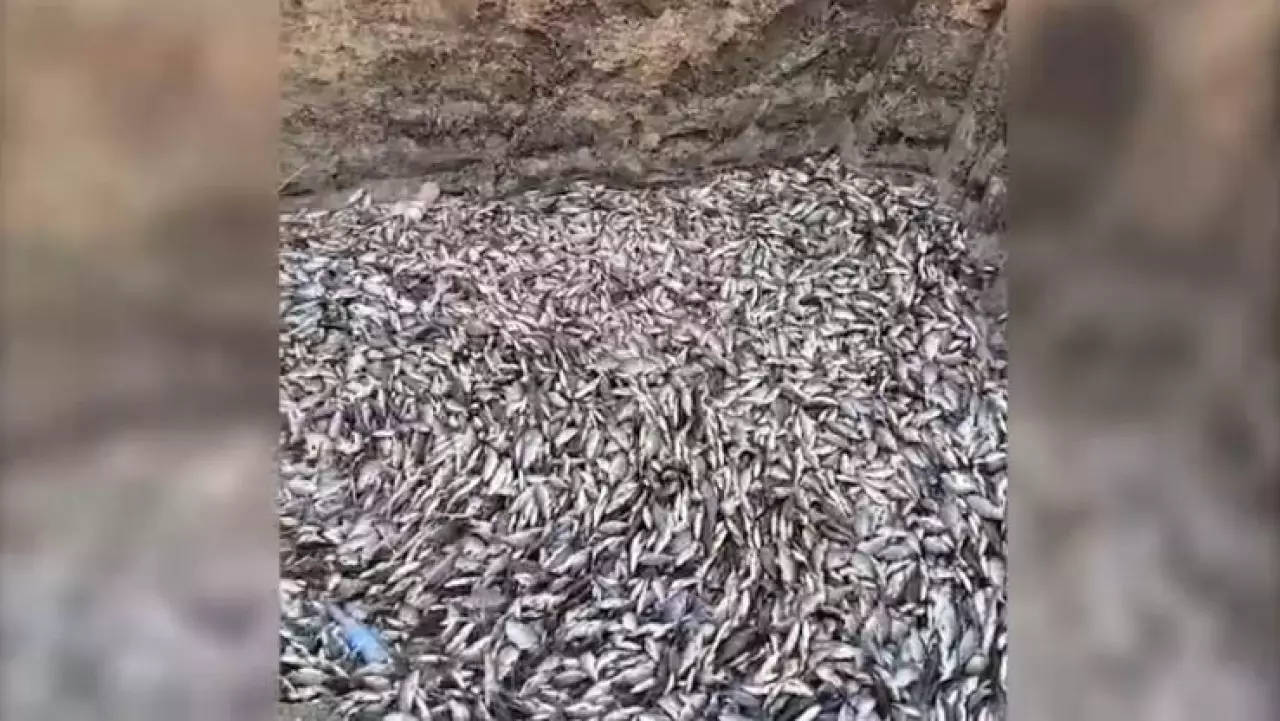 Причины массовой гибели рыбы выясняют в ЗКО