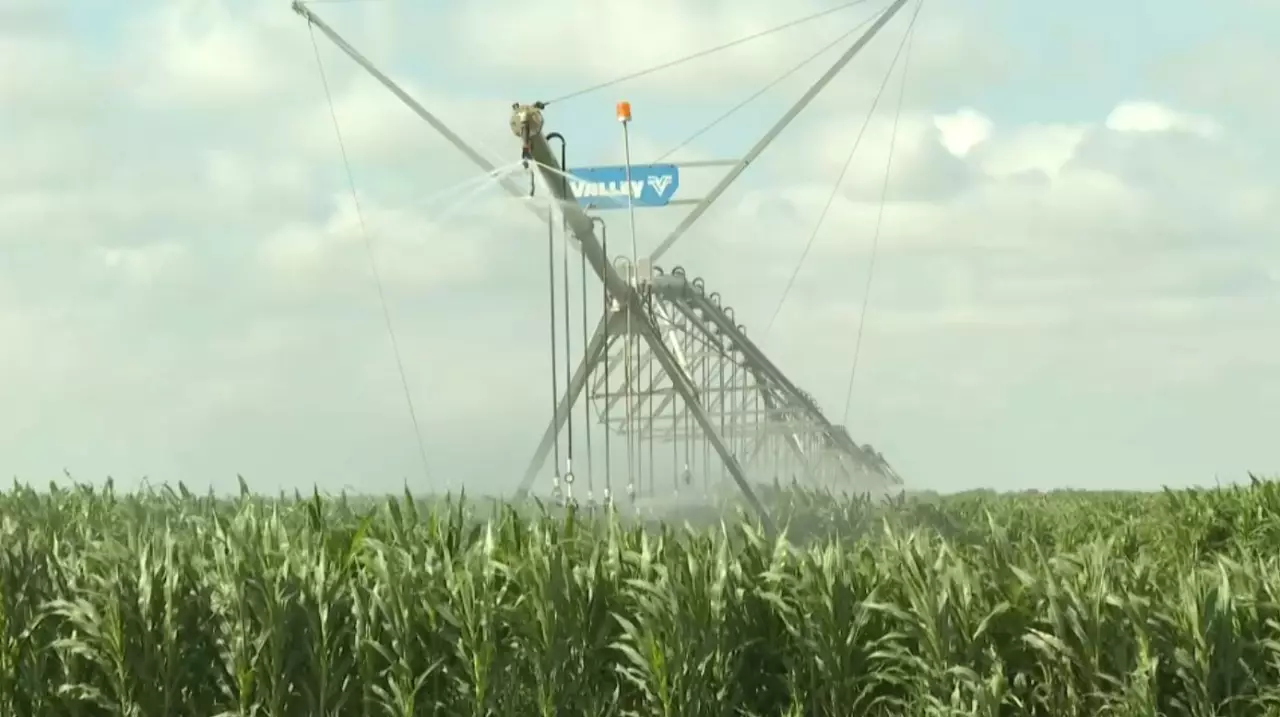 Қызылорда облысының диқандары су үнемдеу әдістерін қолданады