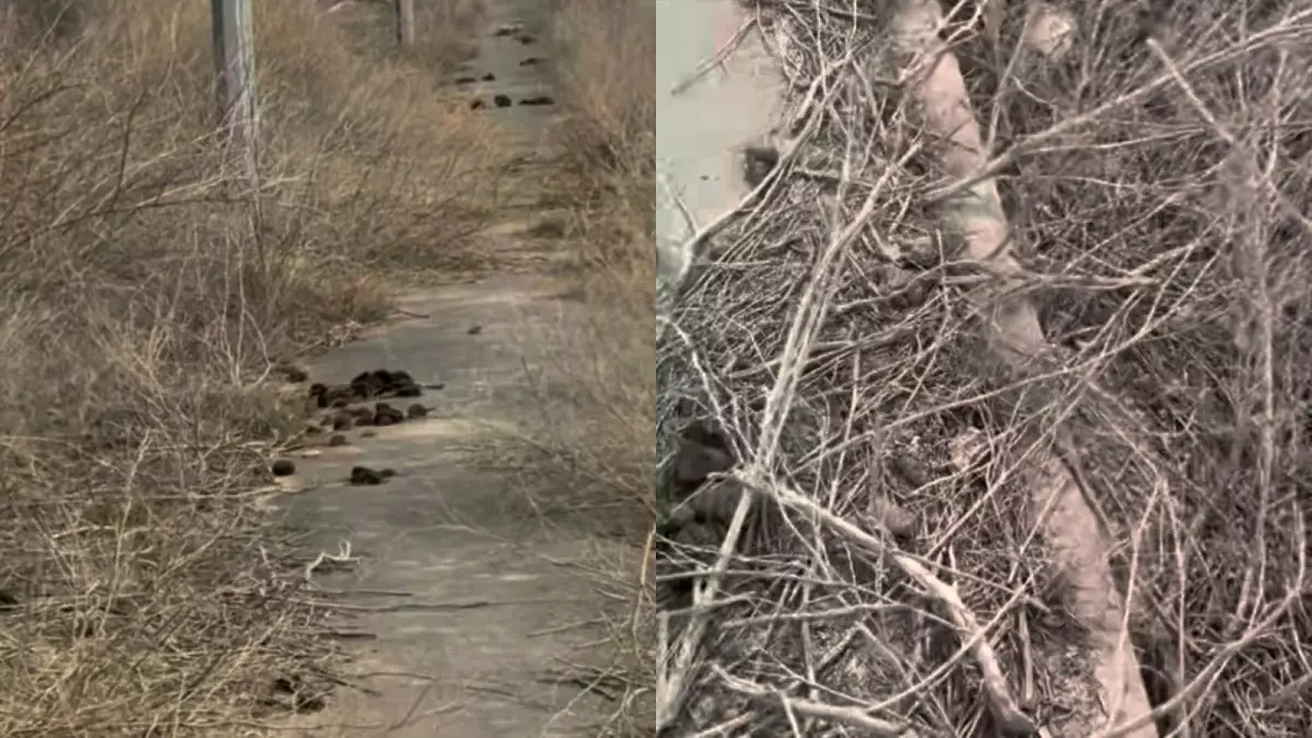 "Ақша қайда кетті?": Атырау тұрғындары тротуарлар мен аулалардың жағдайына шағымданды