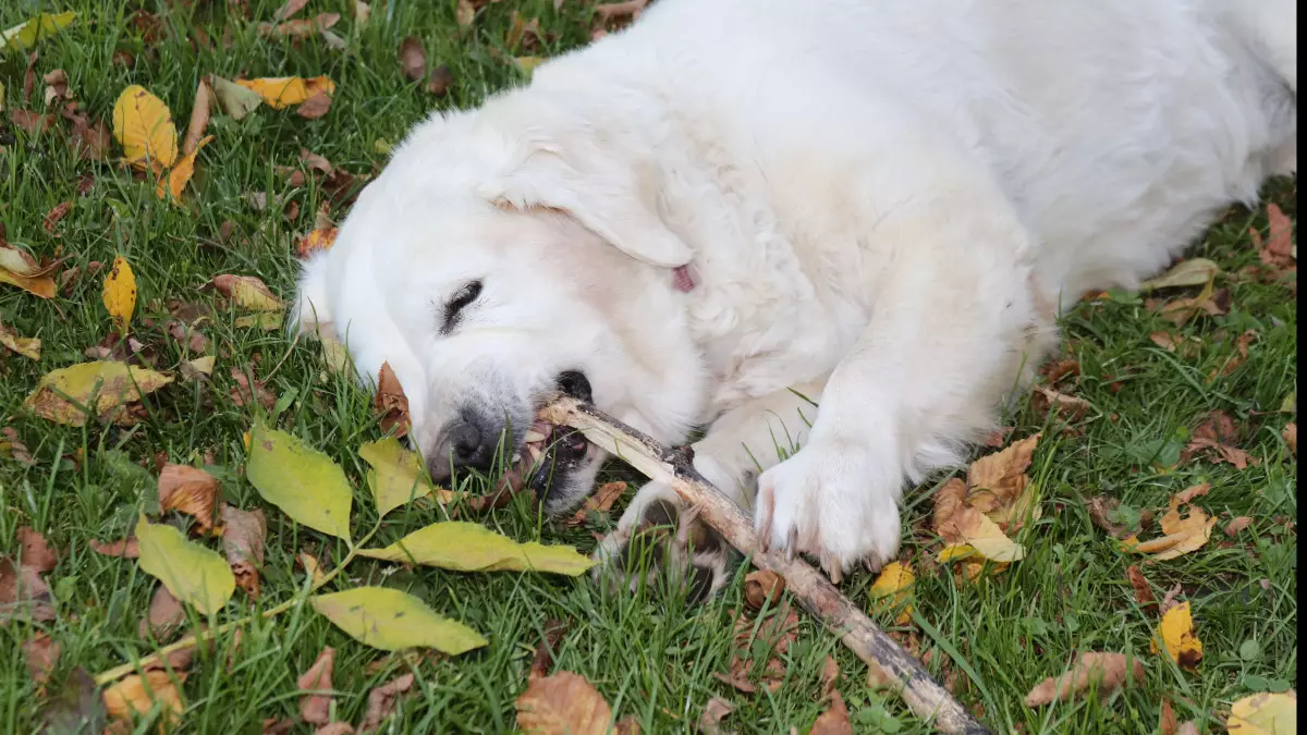 Қаңғыбас ит қапса не істеу керек? Қауіпті инфекциядан қорғану жолдары