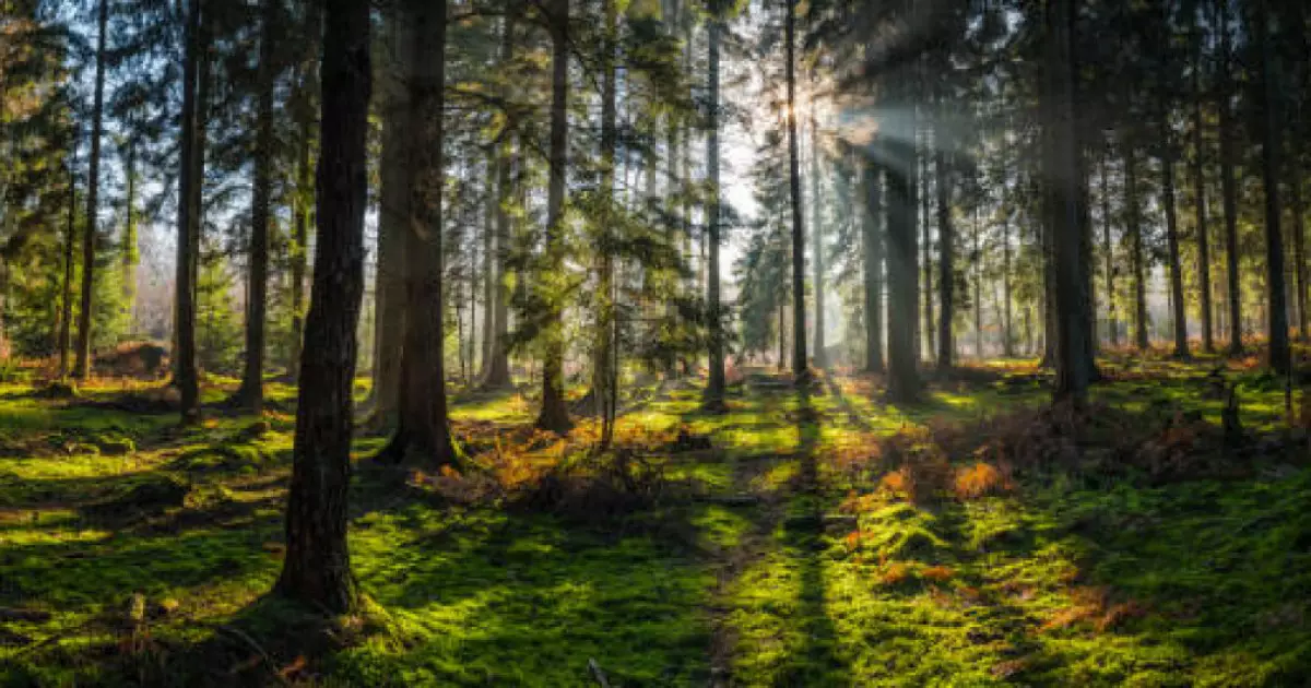  Ақтөбе облысында орман қоры ұлғайды 