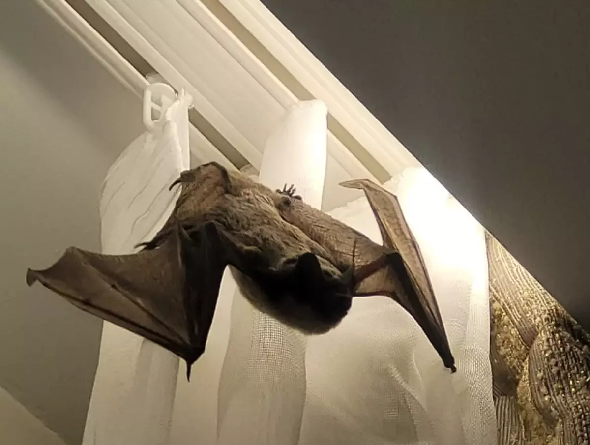 Летучие мыши атакуют квартиры в Астане