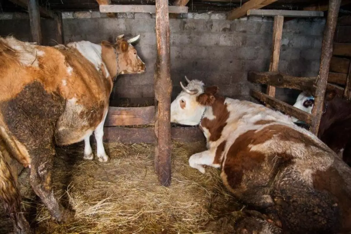 В Атырауской области заболели более 6 тысяч коров: ящур не подтвердился