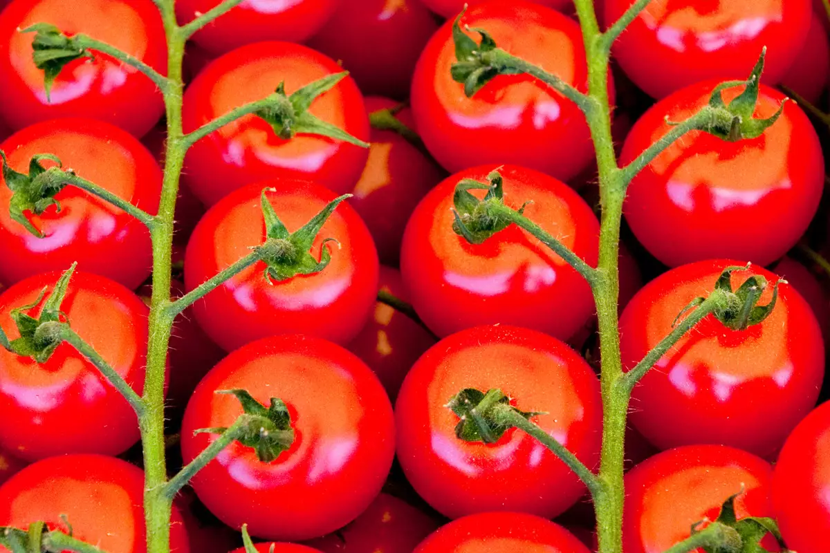 Россия обнаружила карантинные вредители в импортных помидорах из Турции и Казахстана