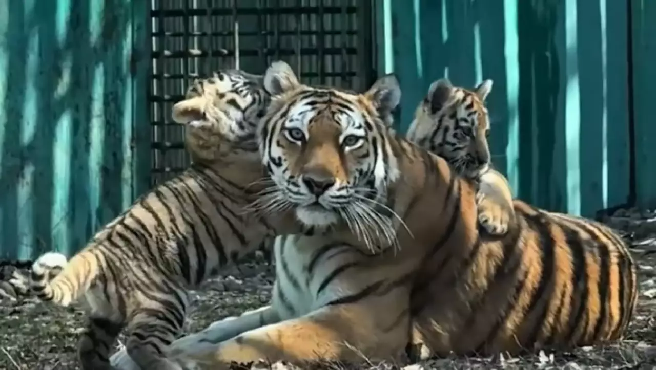 Три амурских тигренка родились в зоопарке Алматы