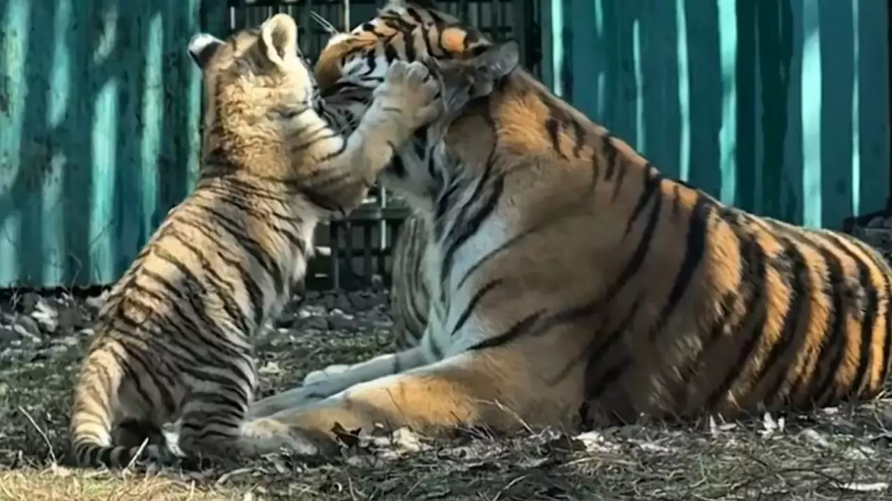 Алматыда үш амур жолбарысы туылды