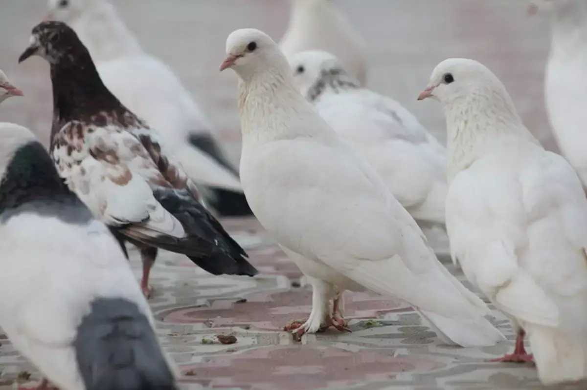 Акимат Актау рассмотрит идею установки памятника голубям - новости на Lada.kz 27.03.2026