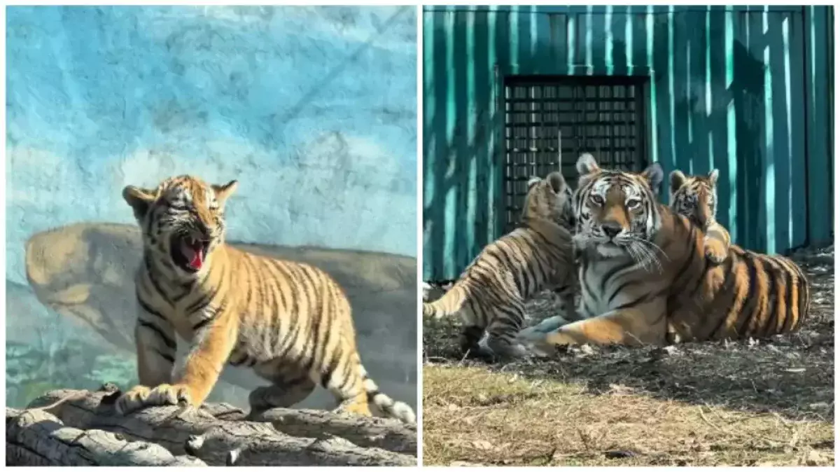 Амурские тигрята родились в алматинском зоопарке