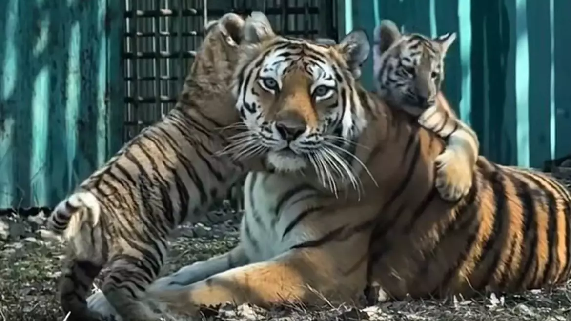 В Алматинском зоопарке родилась тройня амурских тигрят